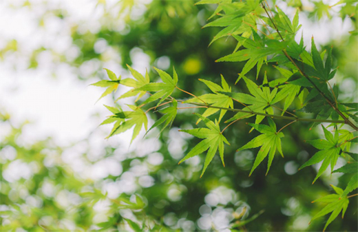華鼎板材：你的衣柜里 藏著一年四季